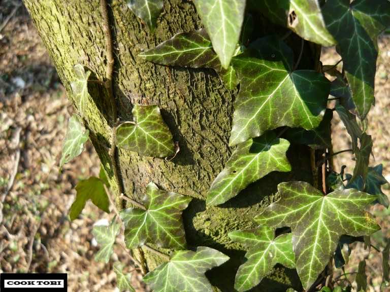 Roczny plan odchudzania – niska waga krok po kroku