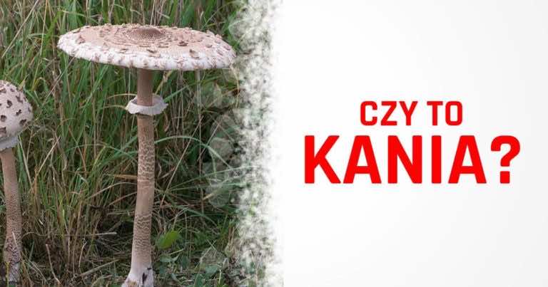 Kania, jak ją rozpoznać i jak ją przygotować