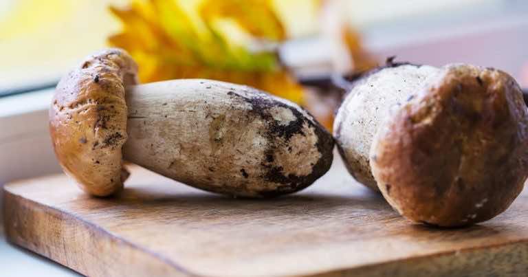 Kotleciki z grzybami leśnymi