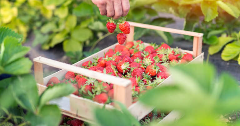 Polskie truskawki – jak nie dać się oszukać i nie kupić importowanych?