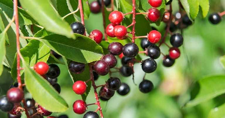 Przepis na nalewkę z czeremchy