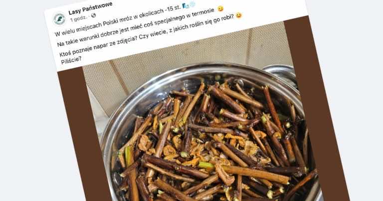 Na mróz Lasy Państwowe polecają napar z tych pędów. Wiecie co to?