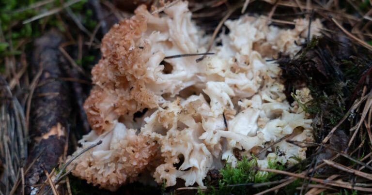 Przepis na flaki z koziej brody